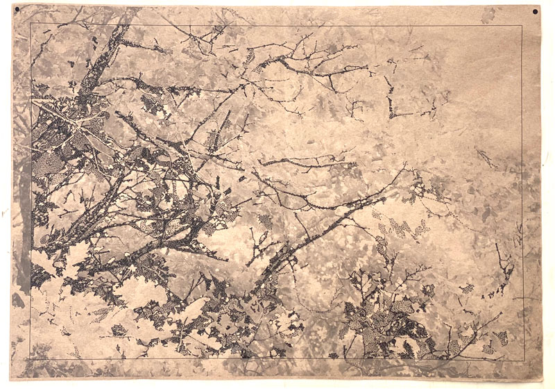 fragment-chene-encre-ex fragment-chene-encre-ex