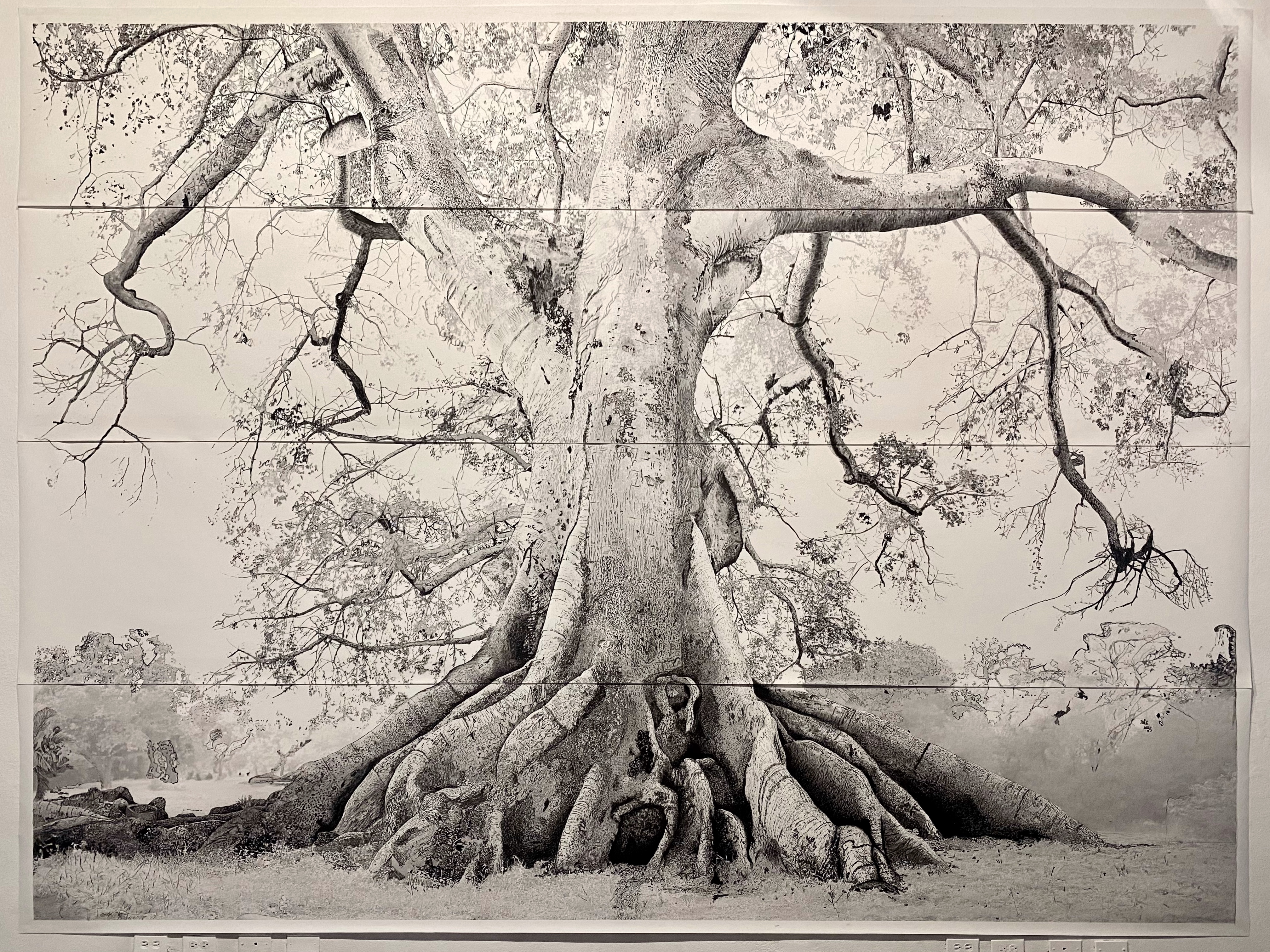 Ceiba Ceiba