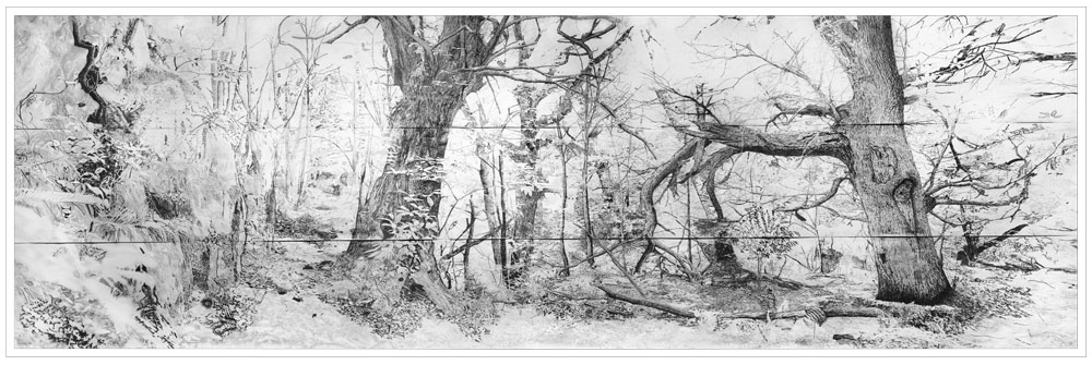 castanea-dentata-encre-low castanea-dentata-encre-low