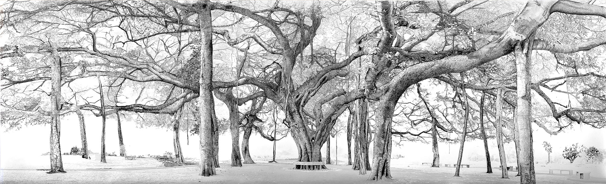 Banyan-tree-encre-v5 Banyan-tree-encre-v5