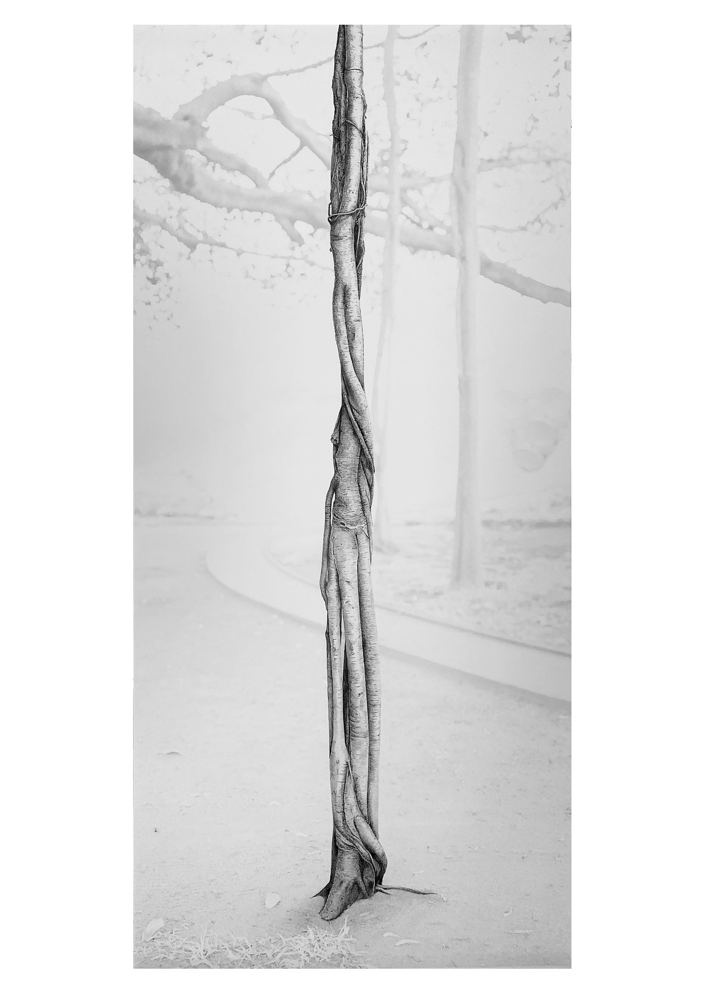 roots-1-encre roots-1-encre