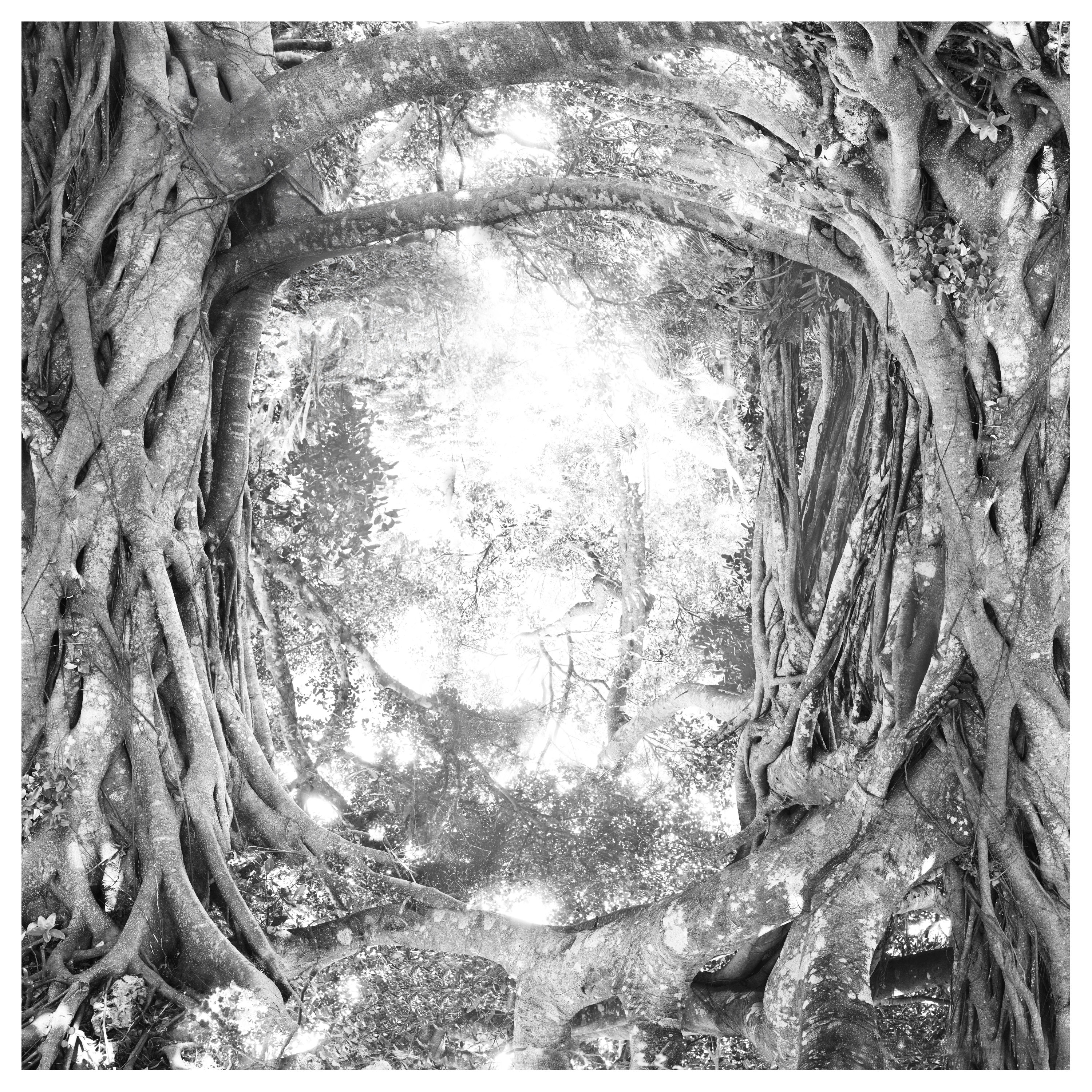 Banyan-Canop%C3%A9e-P Banyan-Canop%C3%A9e-P