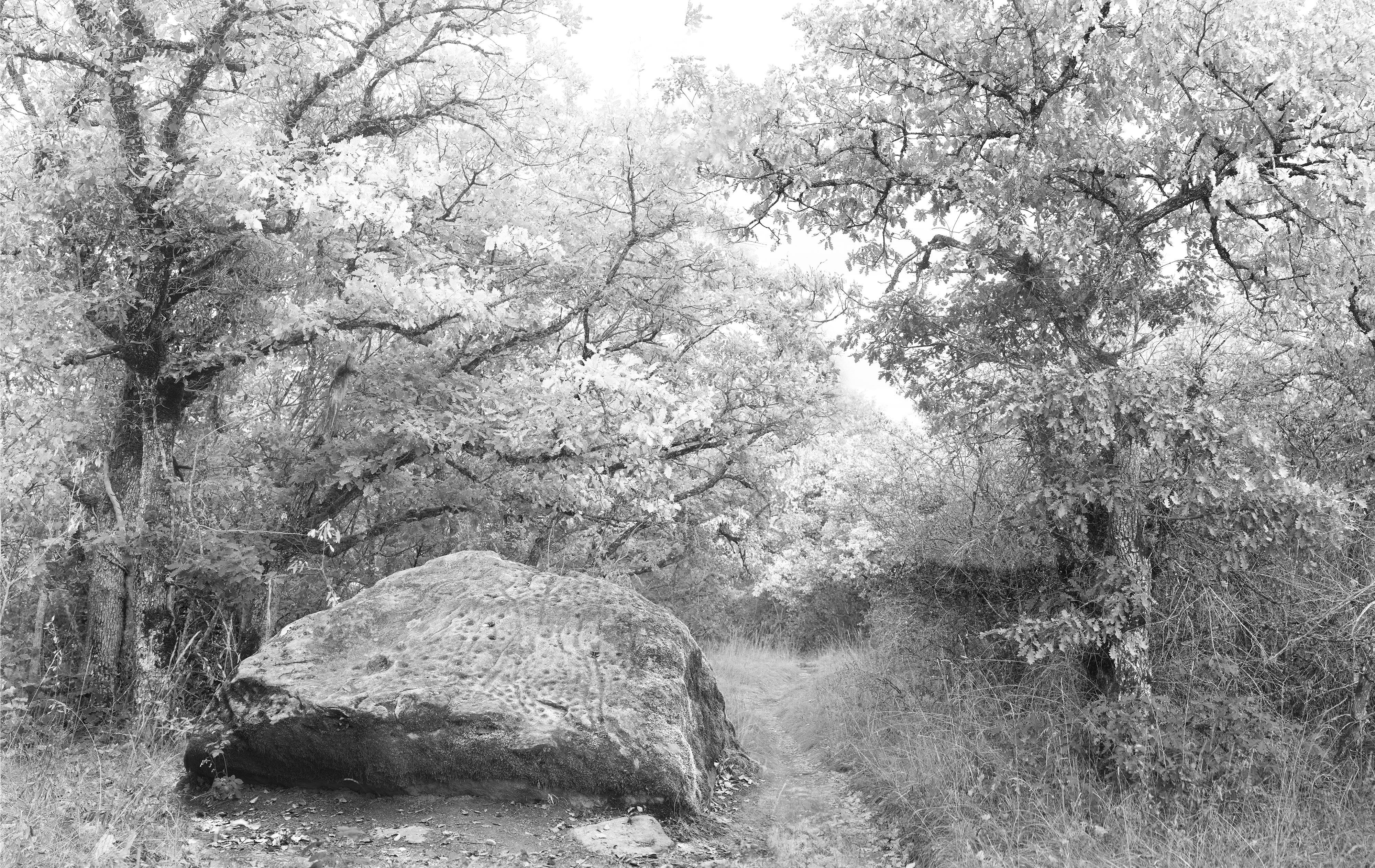 foret-memoires-photo-sans-animaux-croix-rouge